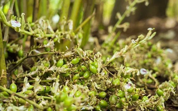 YOUNG PODS, IDUKKI