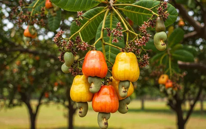 CASHEW APPLE, ON THE TREE